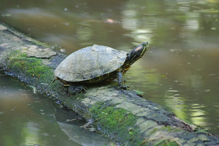 Red-eared Slider Turtle Basking on Mossy Log in Pond