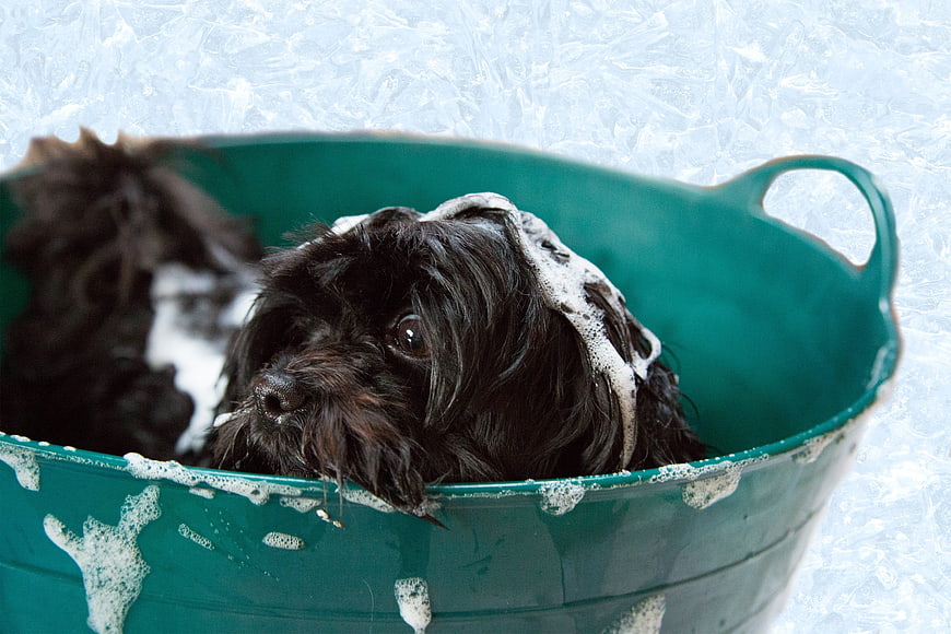 Cute black puppy taking a bath in a green tub with foam