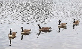 Five Canada Geese Swimming in a Line on Calm Water