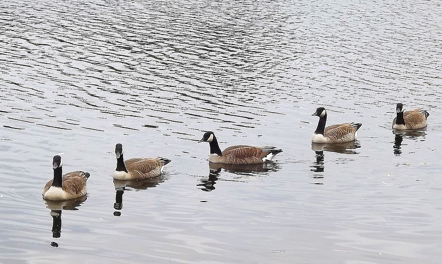 Five Canada Geese Swimming in a Line on Calm Water