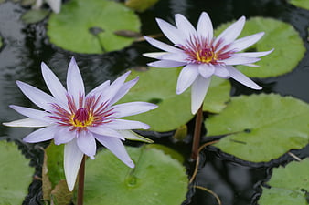 Two Purple Water Lilies Blooming on a Pond