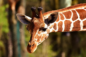 Close-up portrait of a giraffe head with blurred background