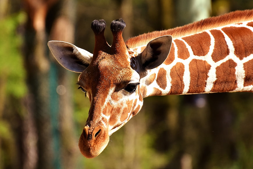 Close-up portrait of a giraffe head with blurred background