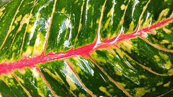 Close-up of vibrant green leaf with red veins and water droplets
