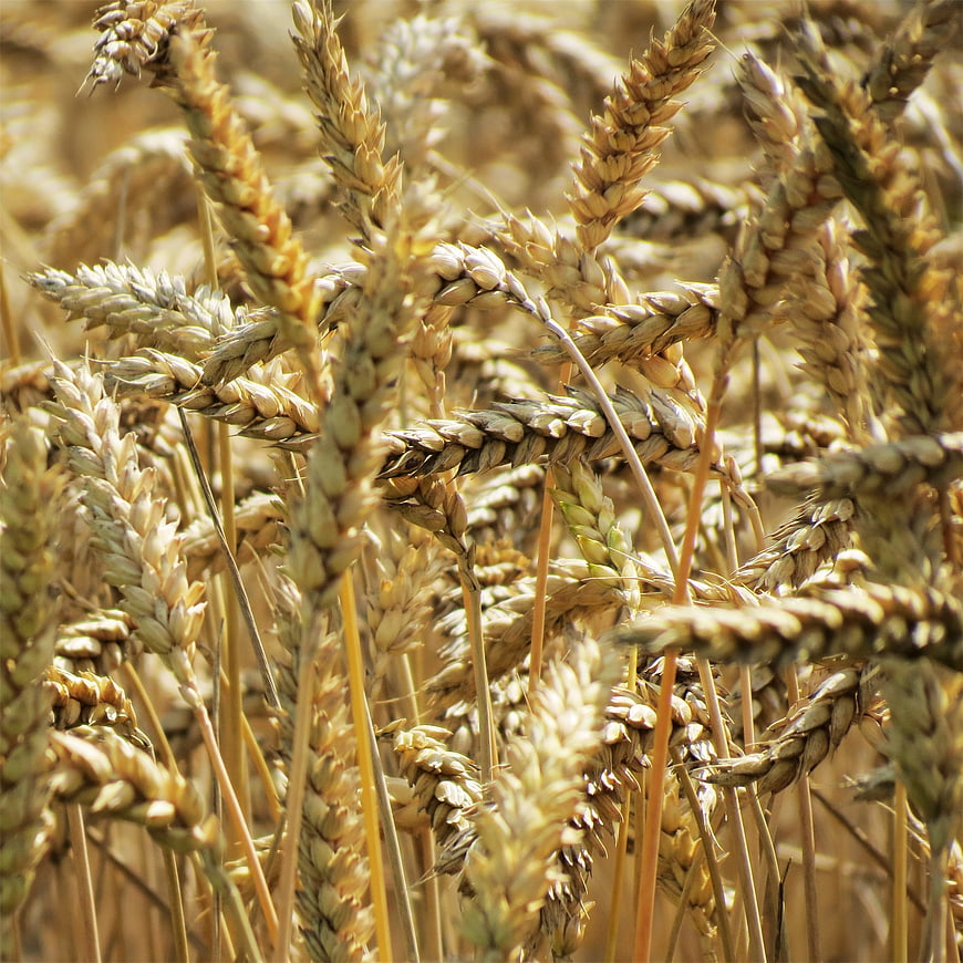 Close-up of Golden Wheat Ears in a Field