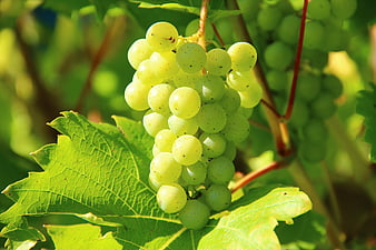 Close-up of green grapes on vine with leaves