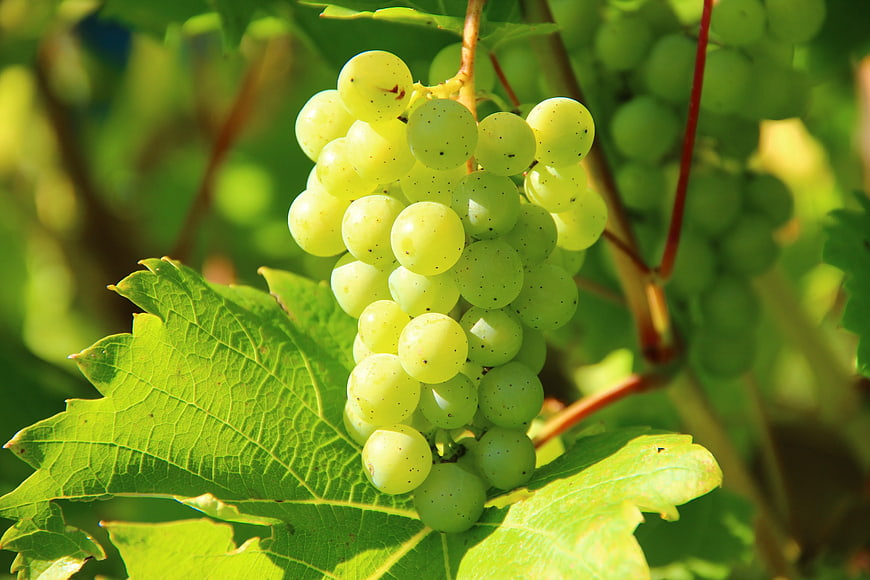 Close-up of green grapes on vine with leaves