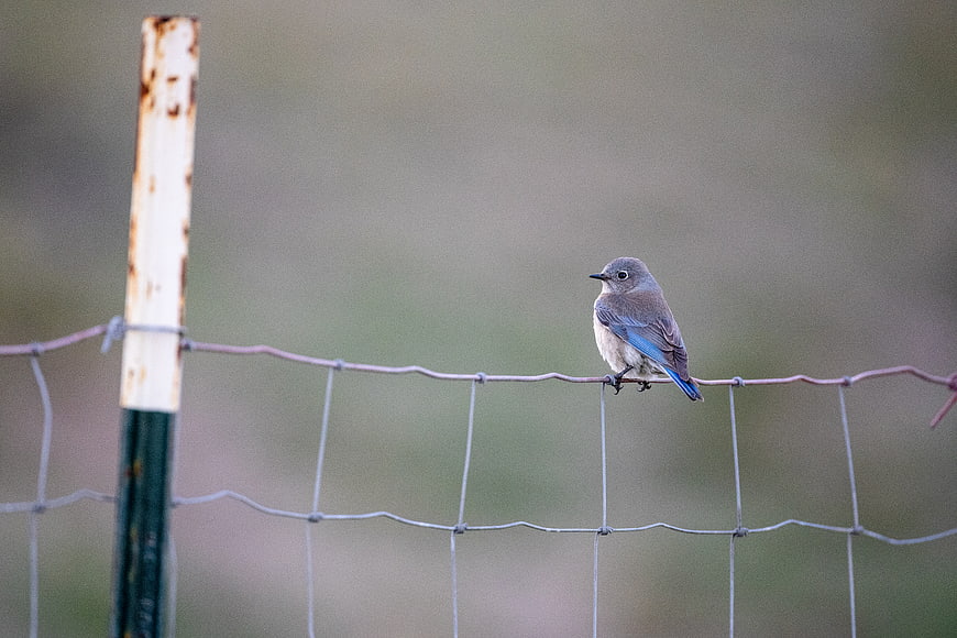 Mountain Bluebird Perched on Wire Fence with Copyspace