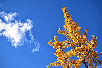 Yellow autumn tree branches against blue sky with clouds