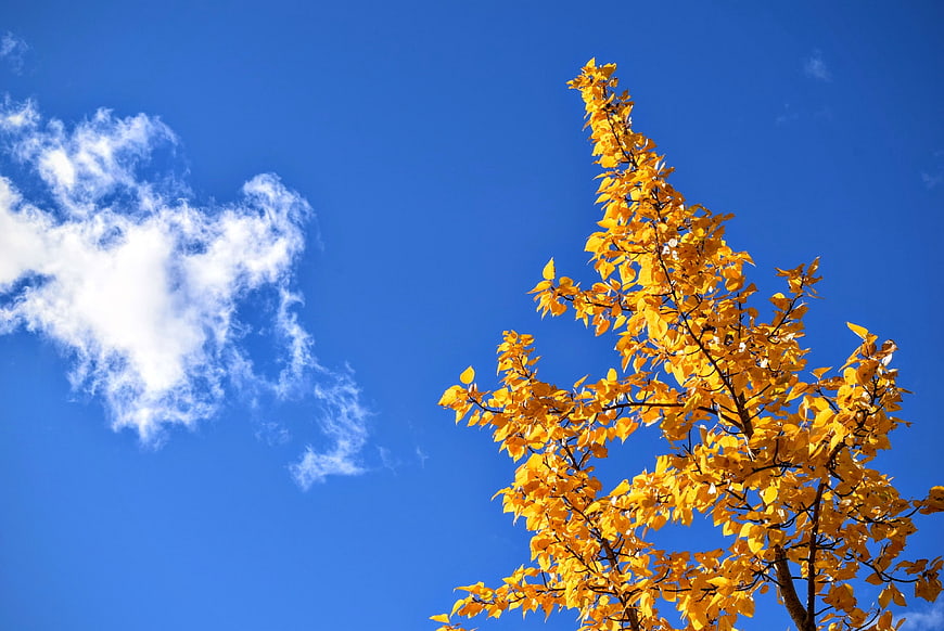 Yellow autumn tree branches against blue sky with clouds