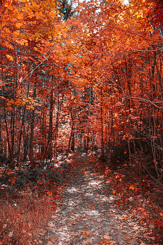 Vibrant Autumn Forest Path with Red and Orange Leaves