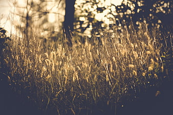 Golden sunlight filtering through tall grass in a forest