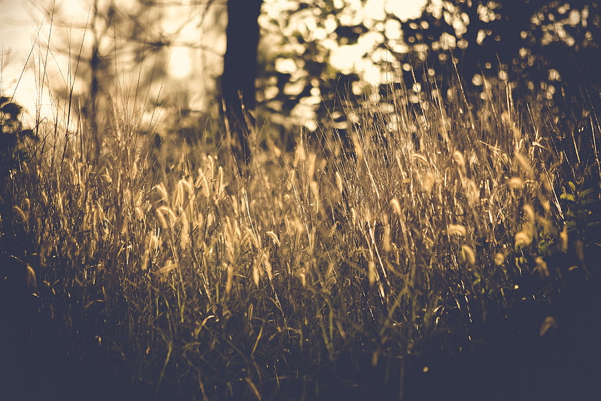 Golden sunlight filtering through tall grass in a forest