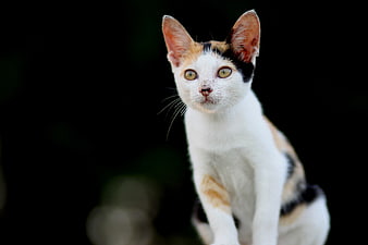 Portrait of a Calico Cat with Yellow Eyes on Black Background