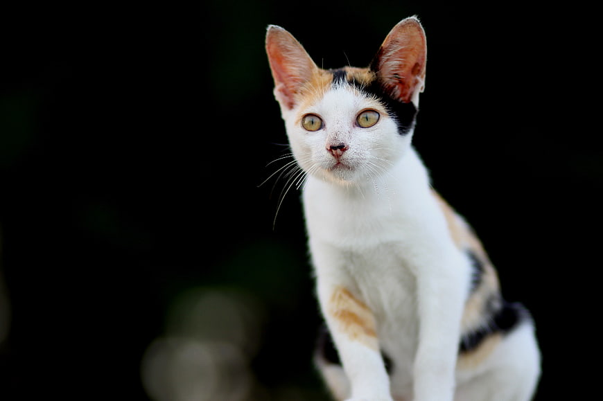 Portrait of a Calico Cat with Yellow Eyes on Black Background