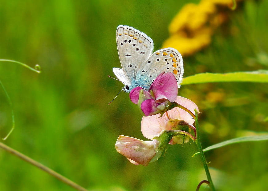 Common Blue Butterfly on Pink Wildflower in Green Meadow