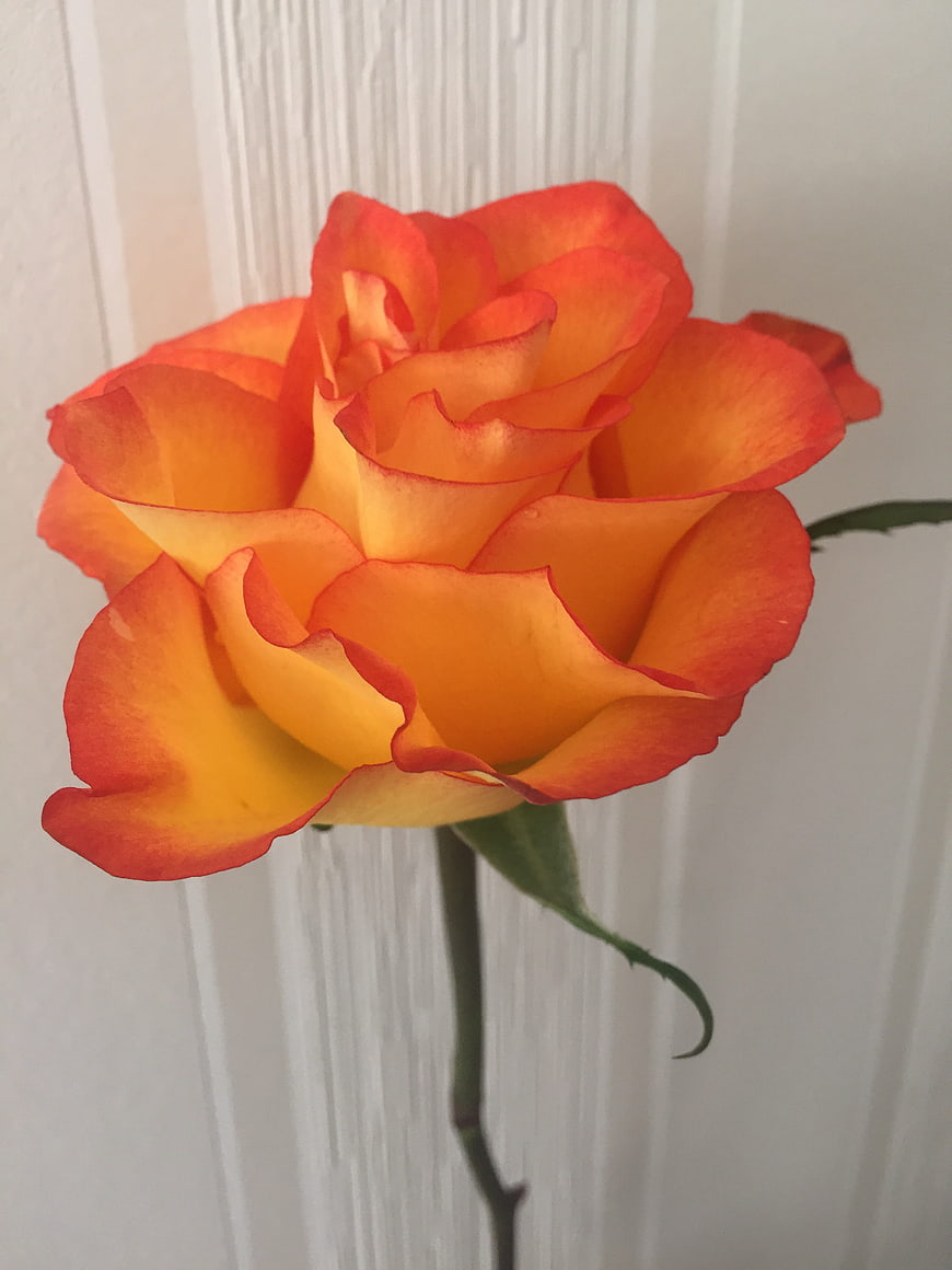Close-up of vibrant orange rose against white background