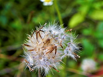 Close-up of a Dandelion Seed Head in a Green Garden