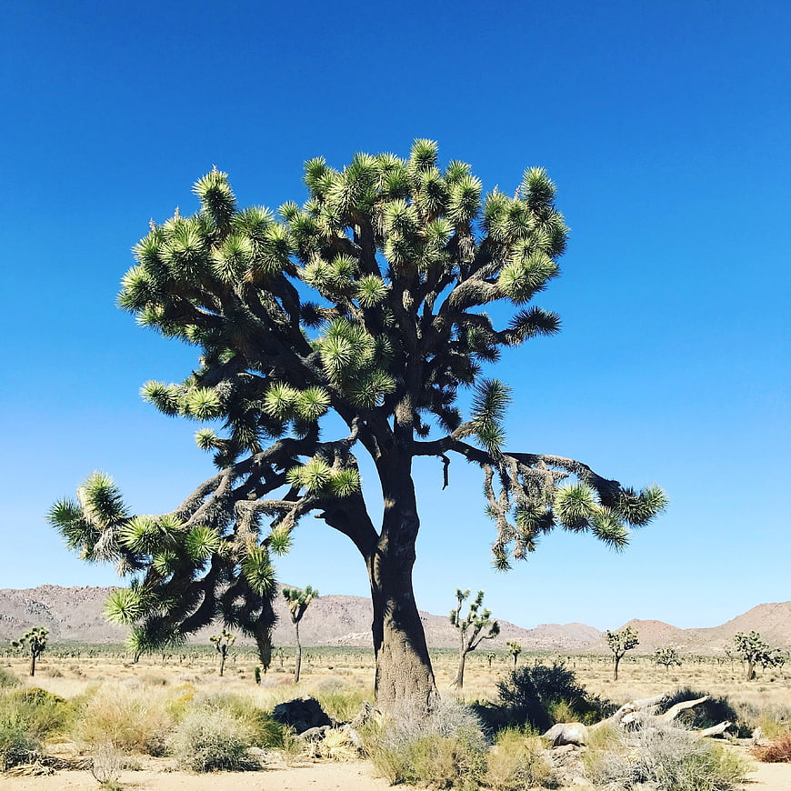 Lone Joshua Tree in Desert Landscape Under Blue Sky