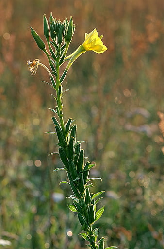 Yellow Evening Primrose Flower in Meadow at Sunset