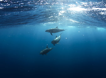 Three dolphins swimming underwater in deep blue ocean