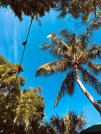 Low angle view of palm tree against bright blue sky
