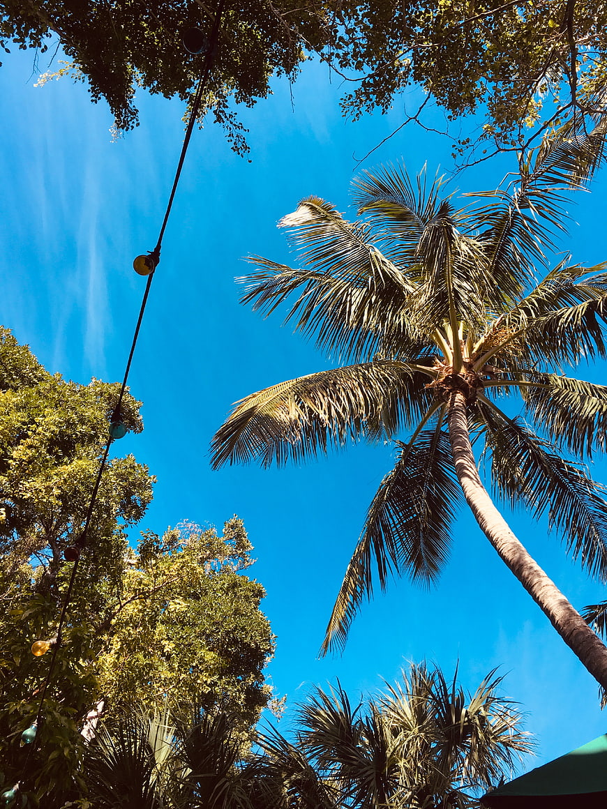 Low angle view of palm tree against bright blue sky