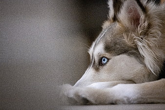 Close-up of a Siberian Husky with Blue Eyes Resting