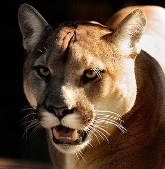 Close-up portrait of a cougar with intense gaze and open mouth