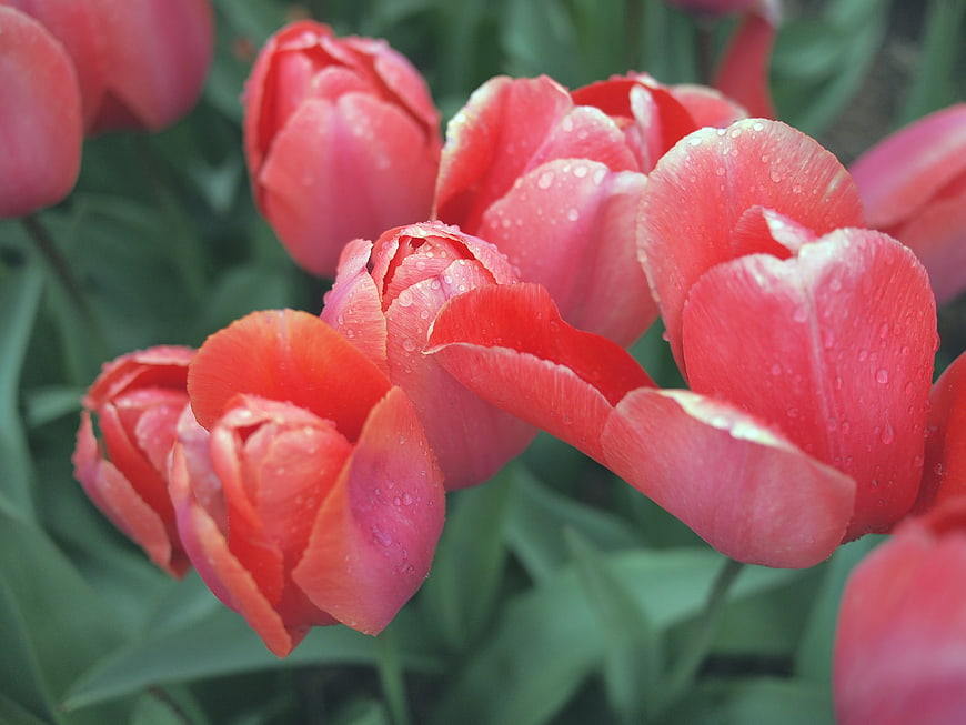 Close-up of vibrant red tulips with water droplets