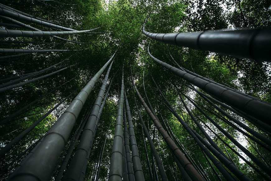 Low angle view of towering bamboo forest canopy