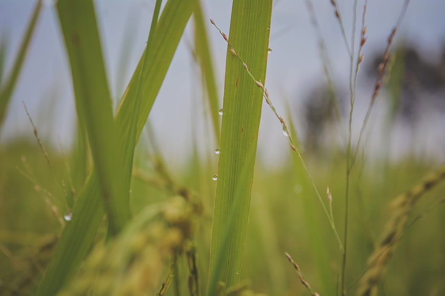 Close-up of green rice plant with water droplets