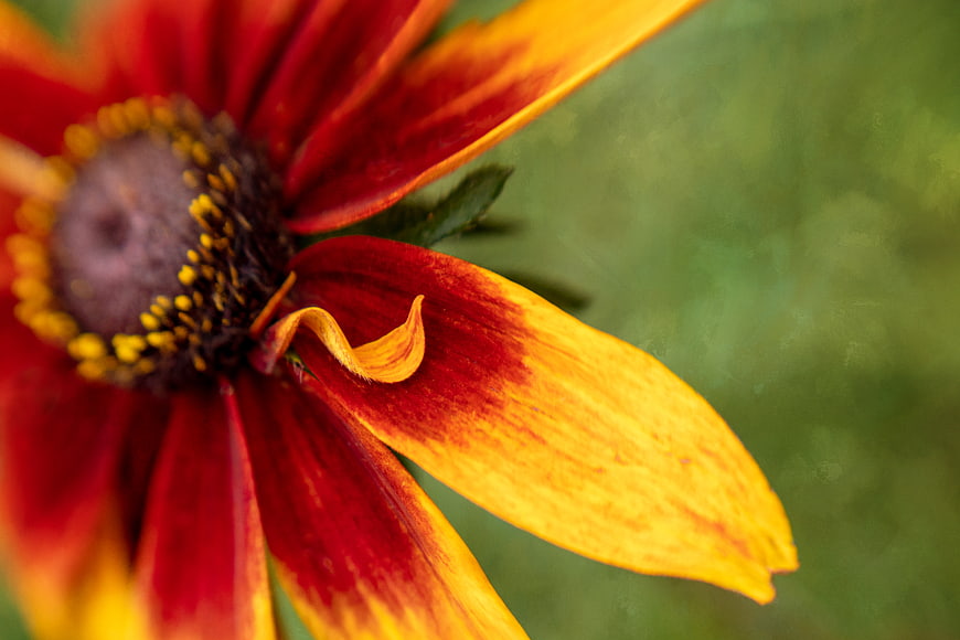 Close-up of a Red and Yellow Gaillardia Flower