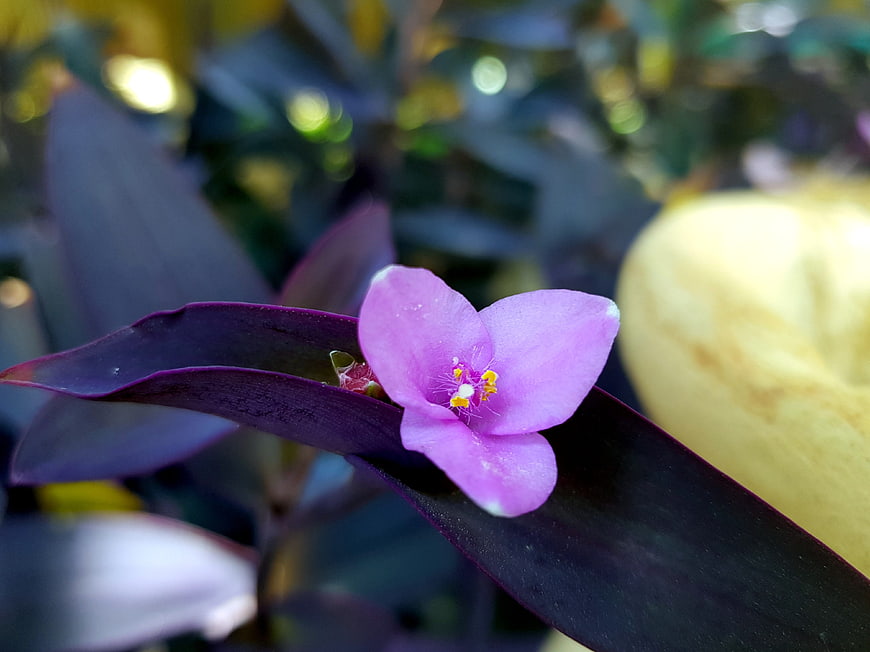 Close-up of purple flower on dark leaf