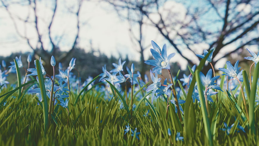 Blue Scilla Flowers Blooming in Green Grass