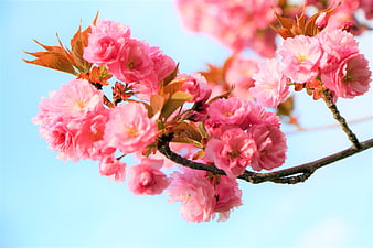 Pink Cherry Blossoms on Branch Against Blue Sky