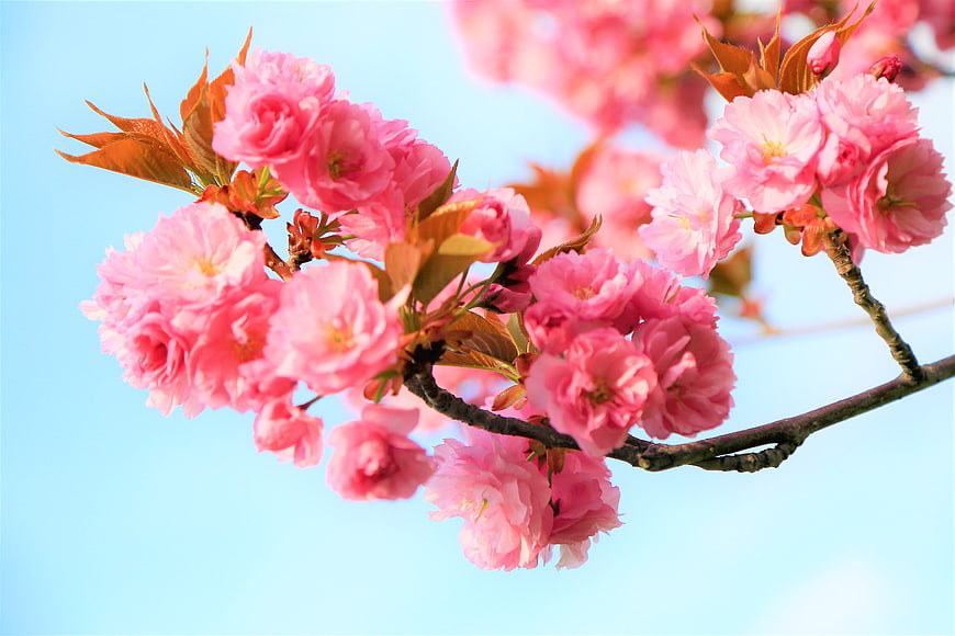 Pink Cherry Blossoms on Branch Against Blue Sky