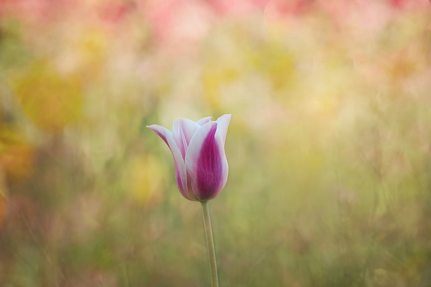 Single Pink and White Tulip in Blurred Spring Field
