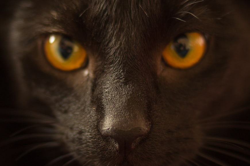 Close-up portrait of a black cat with intense yellow eyes