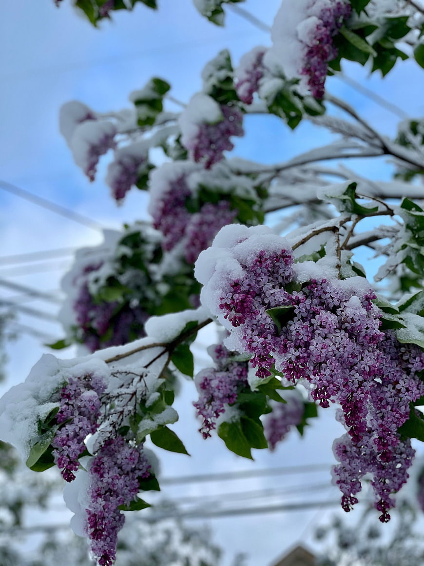 Purple Lilac Flowers Covered in Snow Against Blue Sky