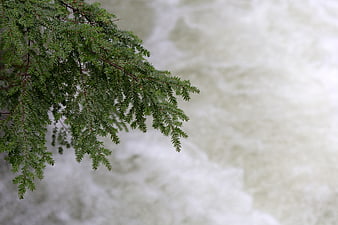 Green Fir Branch Over Blurred River Water Background