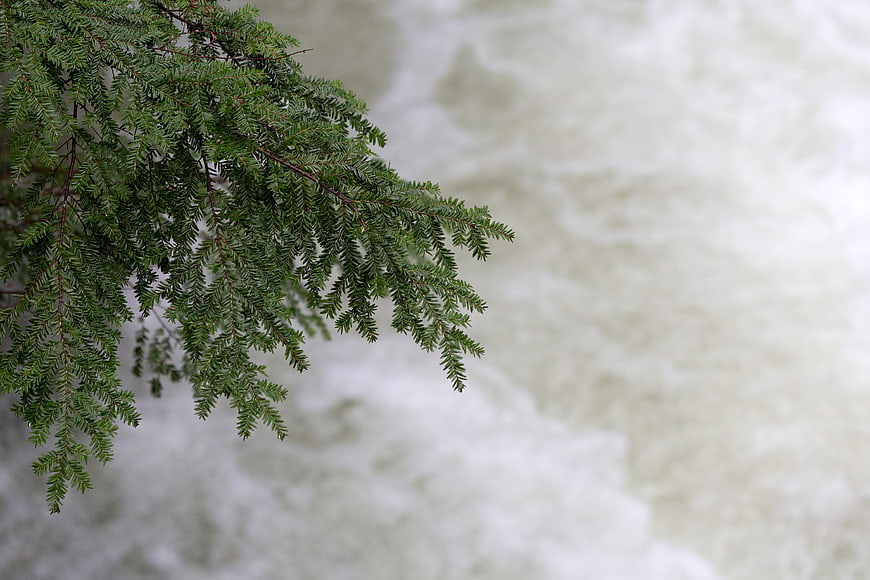 Green Fir Branch Over Blurred River Water Background