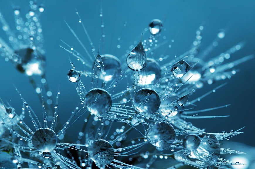 Macro photography of water droplets on dandelion seeds