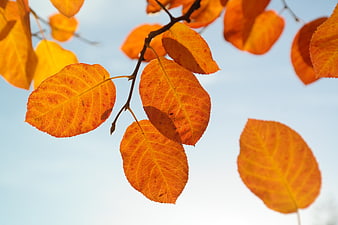 Vibrant Orange Autumn Leaves Backlit Against Clear Blue Sky