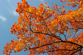 Vibrant Autumn Maple Leaves Against Blue Sky