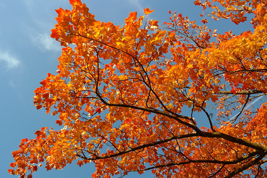 Vibrant Autumn Maple Leaves Against Blue Sky