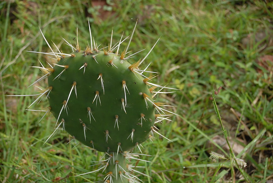 Close-up of a spiny green cactus pad in a grassy field