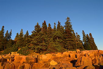 Golden Hour Pine Trees on Rocky Maine Coastline