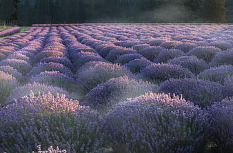 Lavender field rows at sunrise with morning mist