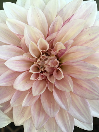 Close-up of a pink and white dahlia flower